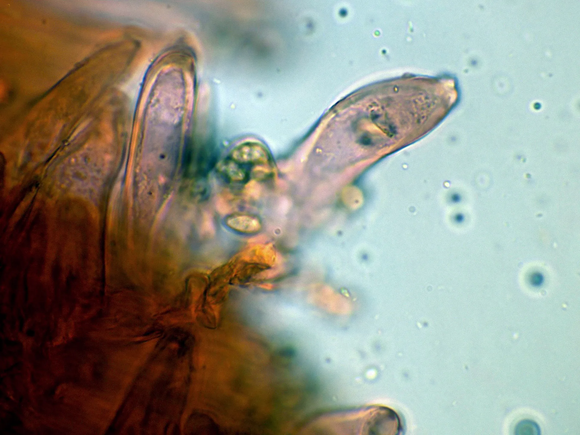Microscopía de Inocybe sindonia - 10 - Caulos medio-004